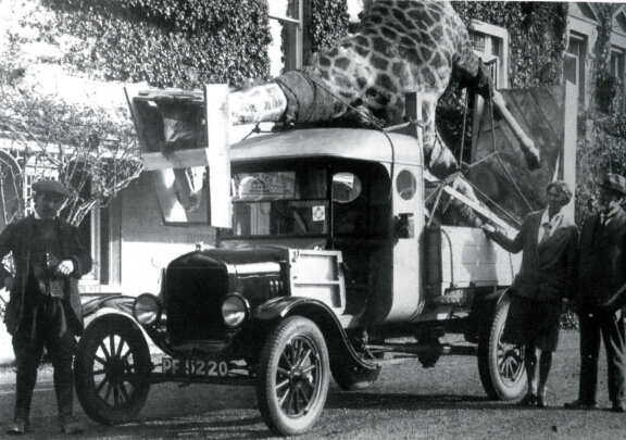 Transportation_of_Powell_Cotton_Taxidermy