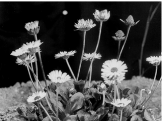 Znovuvynalezená kinematografie