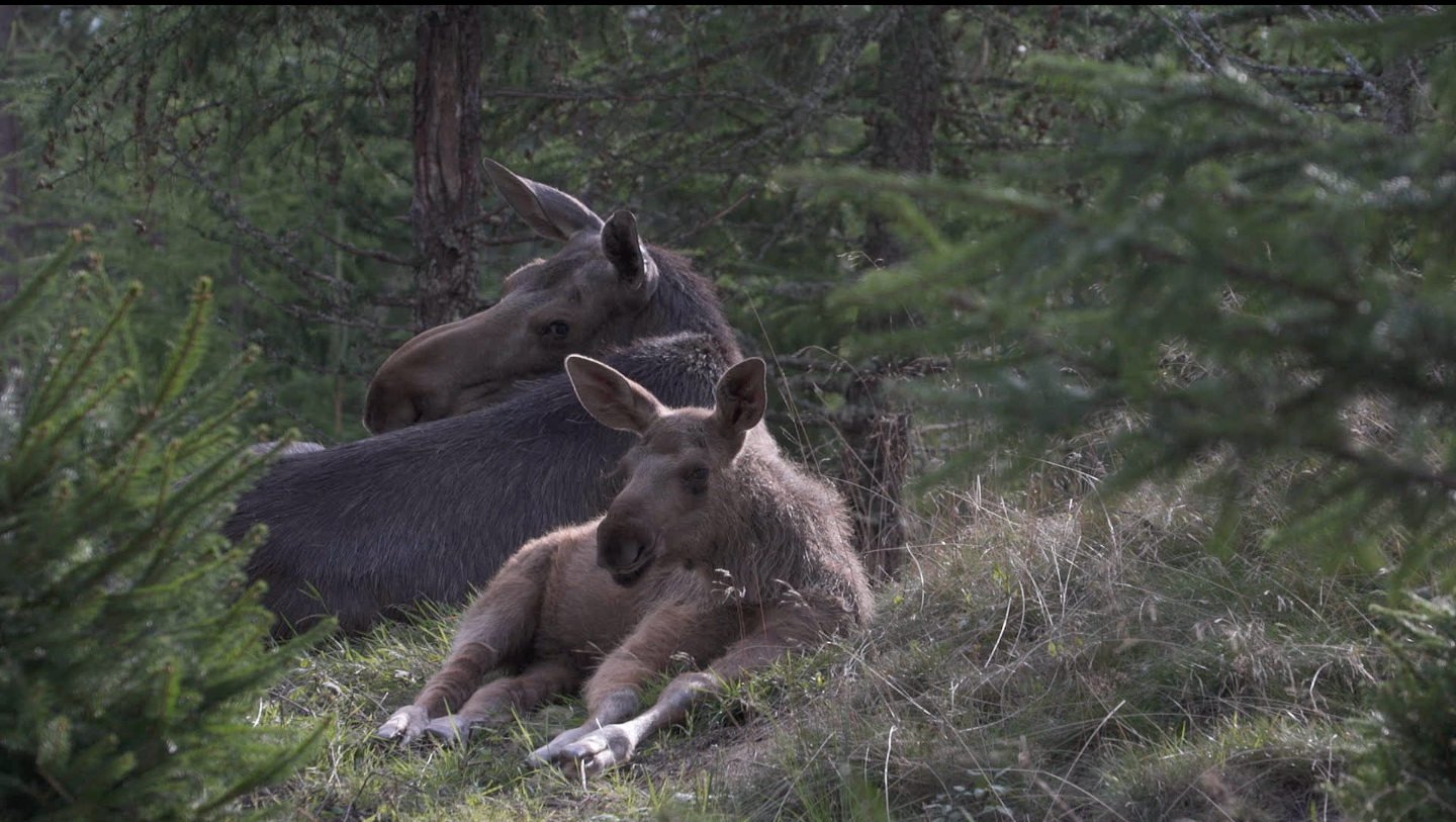 AMOOSED: losí odysea